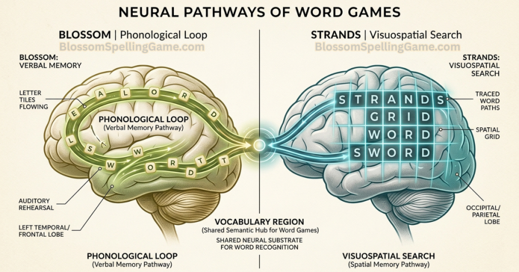Blossom Word Game vs NYT Strands Brain illustration comparing Blossom Word Game's phonological word generation with NYT Strands' visuospatial word discovery